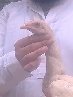 Masha-Allah Heera + cheena  Aseel chicks  available