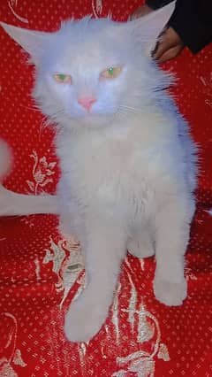 yellow eyes with beautiful Wight colour