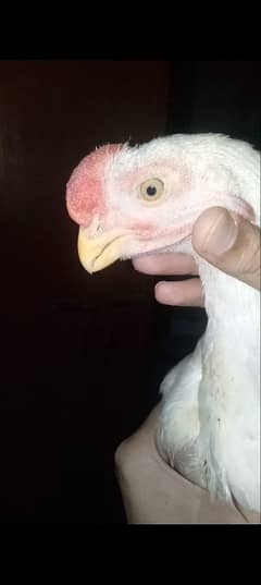 Indian parrot Beak Aseel