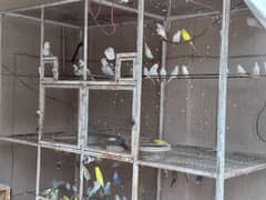 big cage with 4 portion