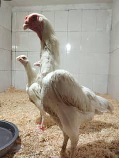 Shamo Aseel Egg Laying