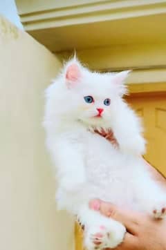 Persian kitten | triple long coated Kittens |  03406947464 WhatsApp