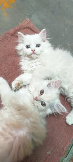 Persian
