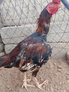 1year  fitter urgent selll