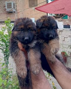 long hair top quality pups