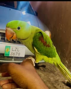 Kashmiri raw confirm male hand tame