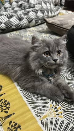 Grey Persian - double coated