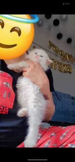 kittens for sell