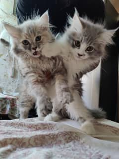 Cute Persian cats