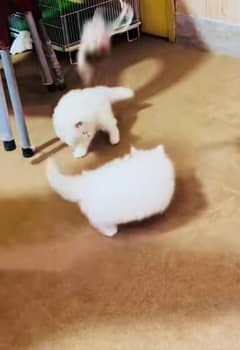 Persian kitten | triple long coated Kittens |  03406947464 WhatsApp