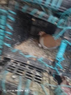 kabootar