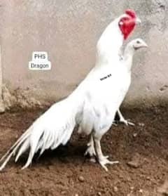 Heera Mianwali AseeL