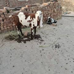 bakri or Sath es ka bacha
