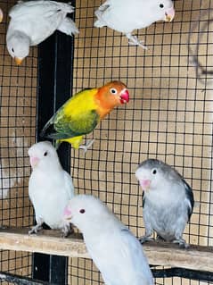 Love birds Albino creamino