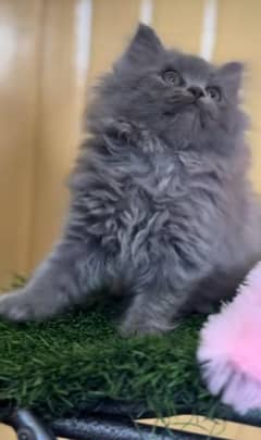 Persian kitten | triple long coated Kittens |  03406947464 WhatsApp