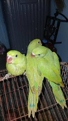 Ringneck Chicks For Sale
