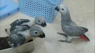 African grey - African gray - ringneck - pahari