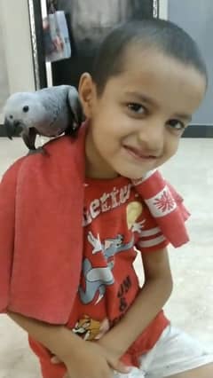 African grey - African gray - ringneck - pahari