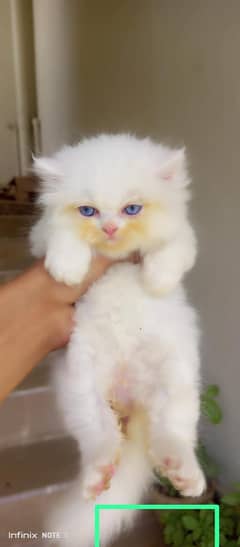 Persian  | Persian Cat | Punch Face Persian 0344/4278/121 WhatsApp