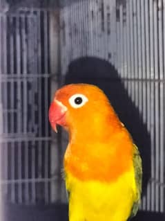 love birds for sale