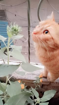 Persian cats