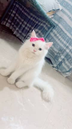 cat couple for sale