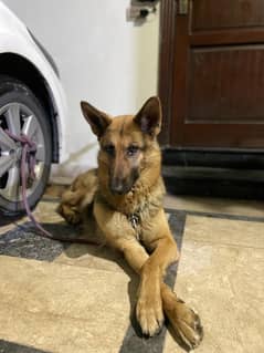 German Shepherd Female Vaccinated