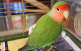 Rose face love bird