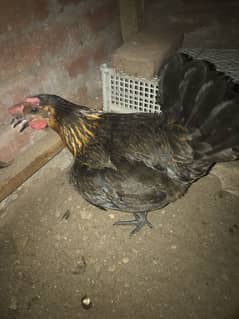 Desii hens chicks