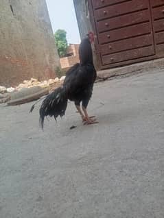 Mianwali aseel murga or murgi