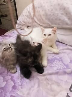 persion cat/triple coated/male/female  For sale