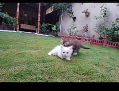 kittens for sale