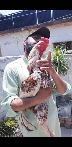 Heera Madi Shajra Aseel cheena Heera Mushka