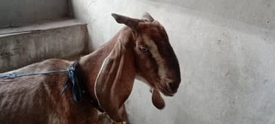 Desii bakrii 2 bachoo k sat dono female urgent for sale