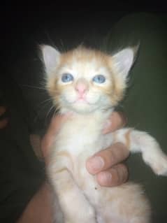 Baby cat male