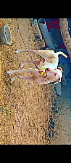 Bulldog+Gultair Cross female for sale