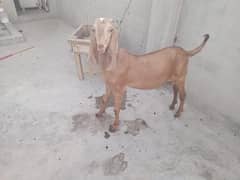 bakra axhi nasal ka h