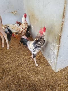 8 hens and 2 roosters