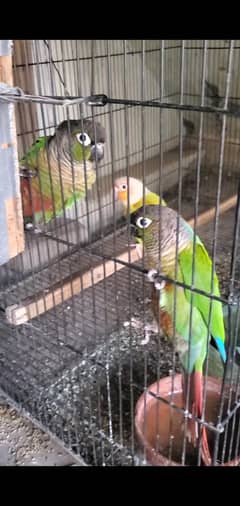 green cheeked conure and pineapple conure