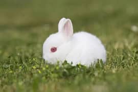 white Rabit with Red eyes