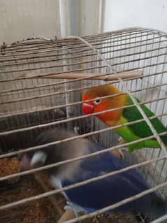 breeder pair