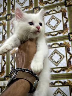 beautiful Persian kittens for sale