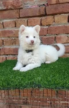 Russian puppy dog