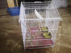 1 eno cockatiel with cage