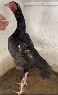 Shamo Breeder Female