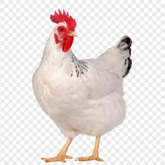 Fresh Chicken