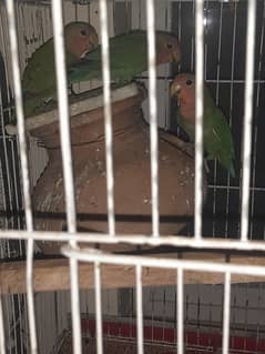 selling lovebirds, common fishers and King size exhibition