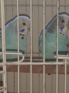selling lovebirds, common fishers and exhibition birds