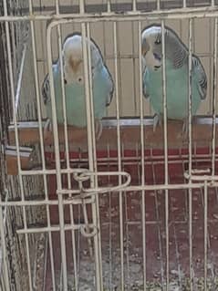 selling lovebirds, common fishers and exhibition birds with cage