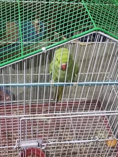 green parrot bolny wala hai
